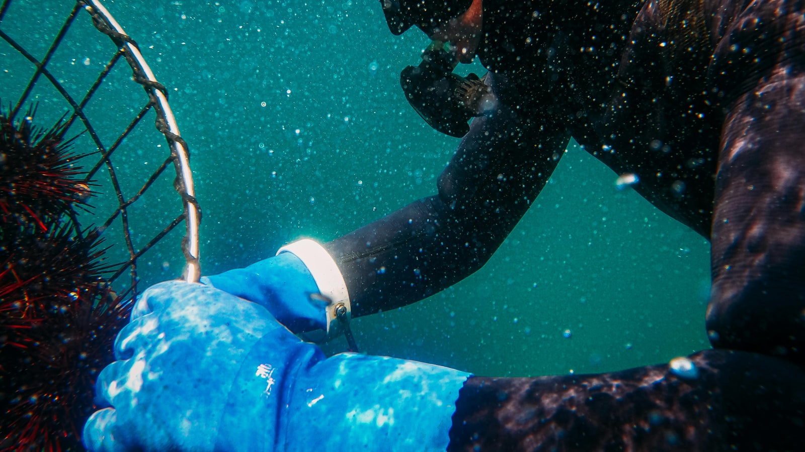 Why do divers hold their hands together?