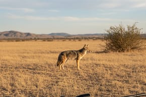 How Far Can a 22lr Kill a Coyote?