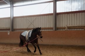 Why Are Irish Horses So Good?
