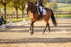 Can You Teach an Older Horse Dressage?