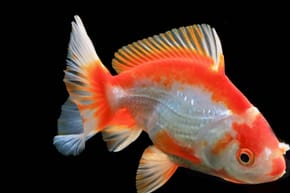 Who Are the Two Guys in the Goldfish Commercial?
