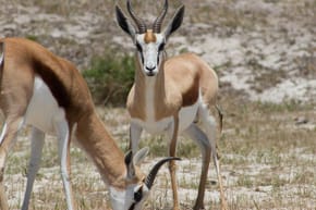 Why Do the Springboks Wear Green and Gold?