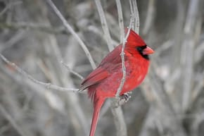 When Was the Cardinals' Last Losing Season?