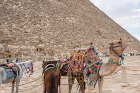 Who Is Faster, a Horse or a Camel?