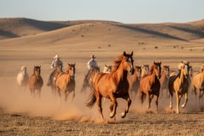 Do You Capitalize "Quarter Horse"?
