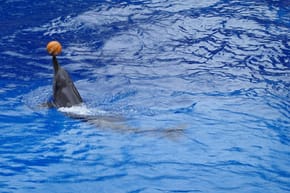 Where Are the Miami Dolphins in the NFL?
