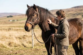 Are Cleavers Good Horses?