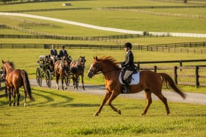 What Are American Saddlebred Horses Used For?