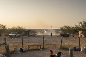 Is Cockfighting Legal in Texas?