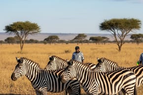 What Do You Need to Know About Football Zebras?