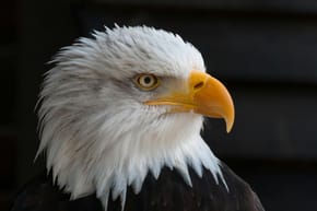 Who Did the Philadelphia Eagles Hire as Head Coach?