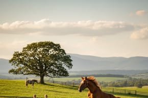 What Is the Best Age to Train a Horse?
